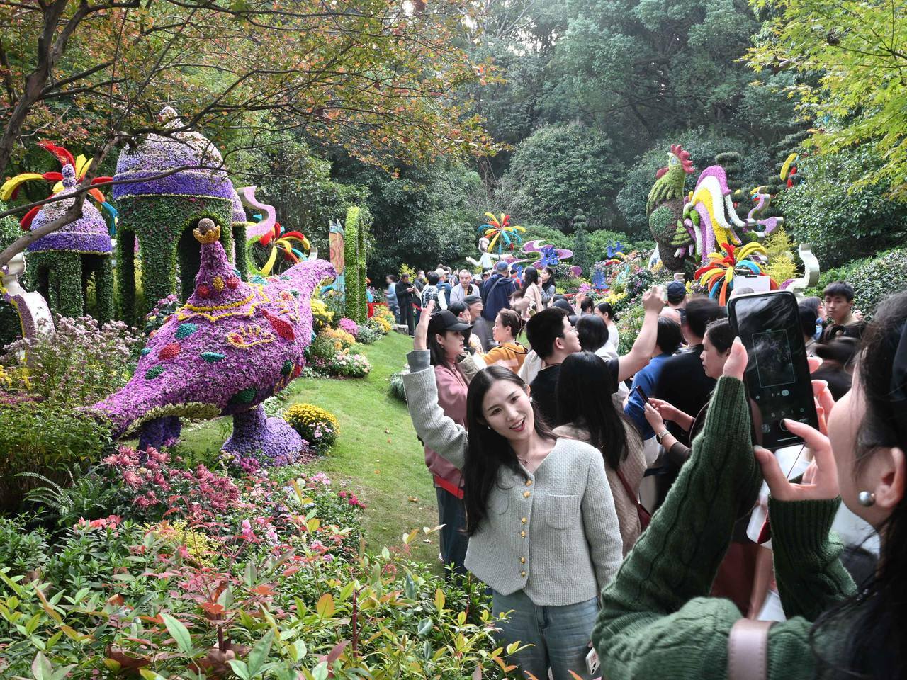 西湖邊一年一度精品菊花展布置完成